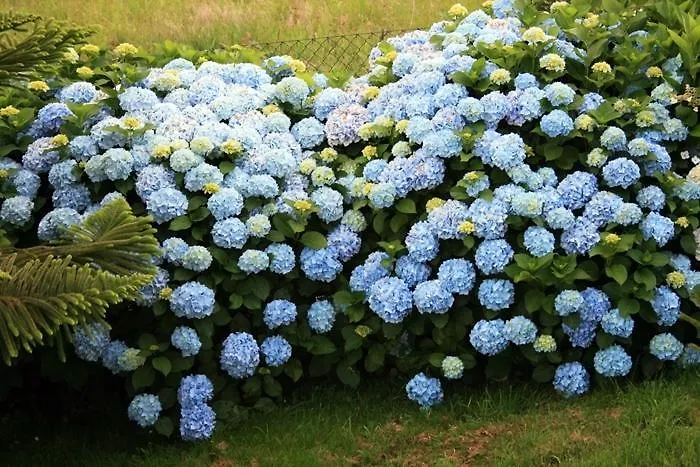 Foronda فندق Pando (Asturias)