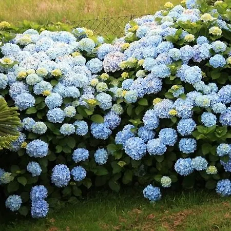 Foronda Hotel Pando (Asturias)